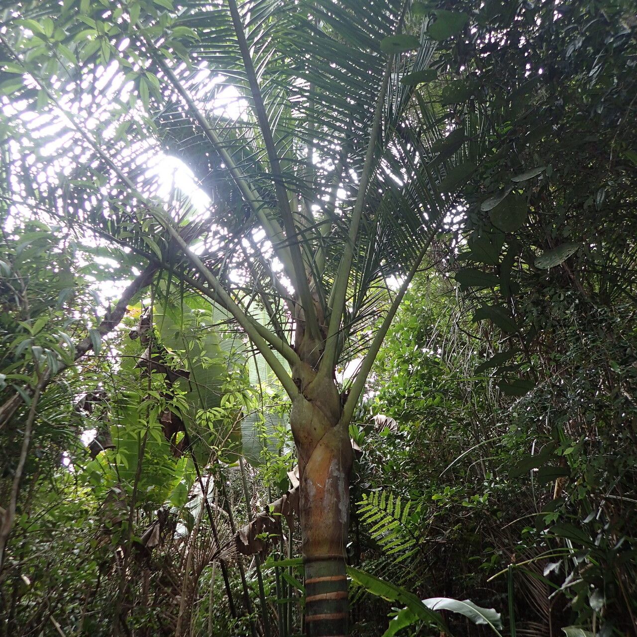 Dypsis bejofo habit