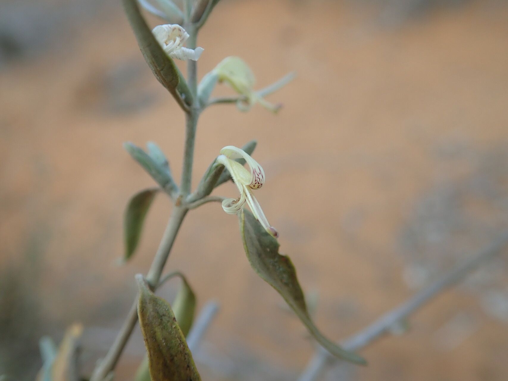Hypoestes decaryana flower