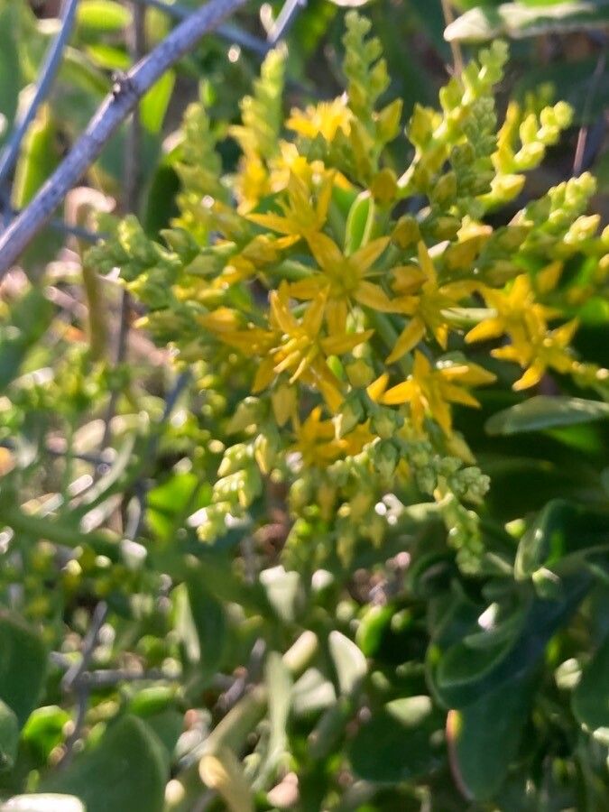 Sedum dendroideum flower