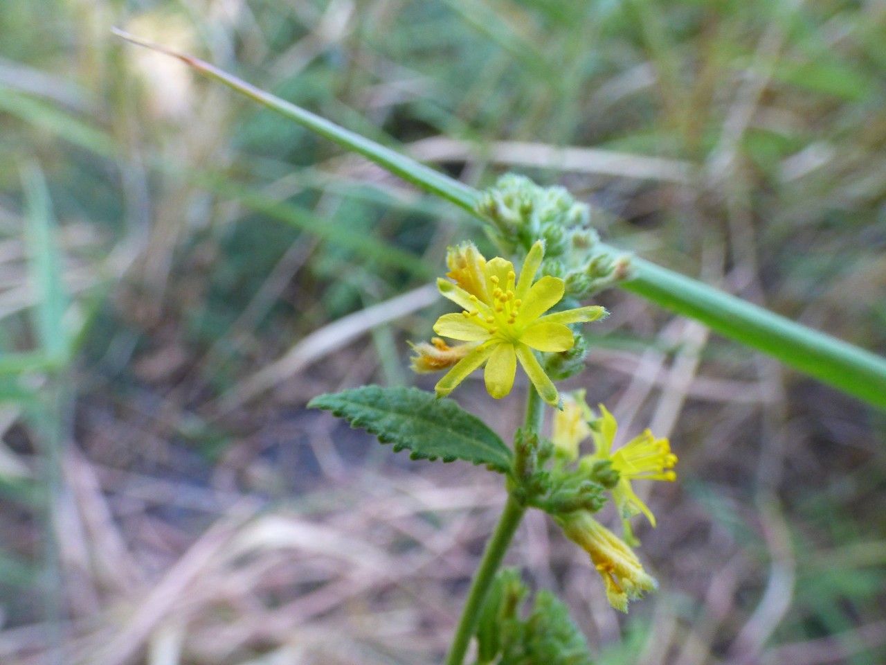 Triumfetta pentandra flower