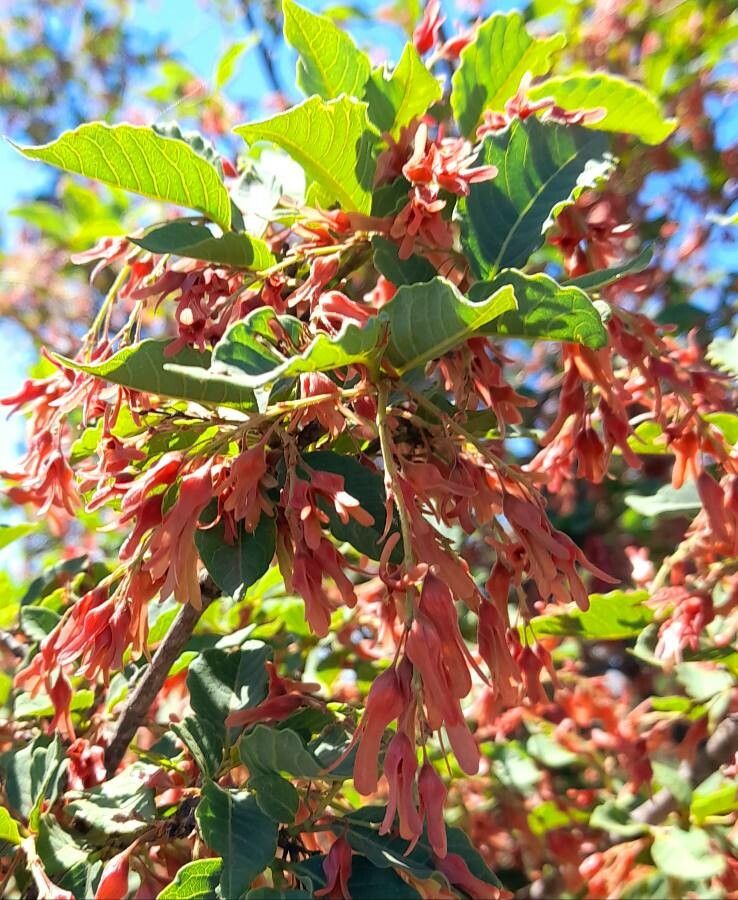 Ruprechtia apetala flower