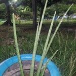 Sansevieria pearsonii