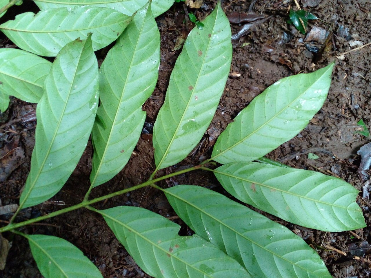 Guarea rhopalocarpa — houseplant care guide