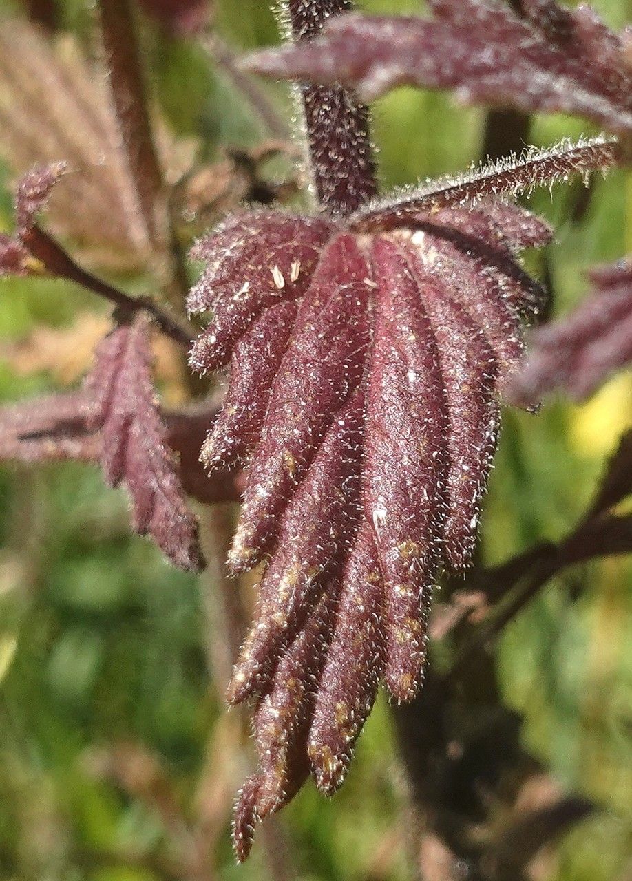 Parentucellia viscosa leaf