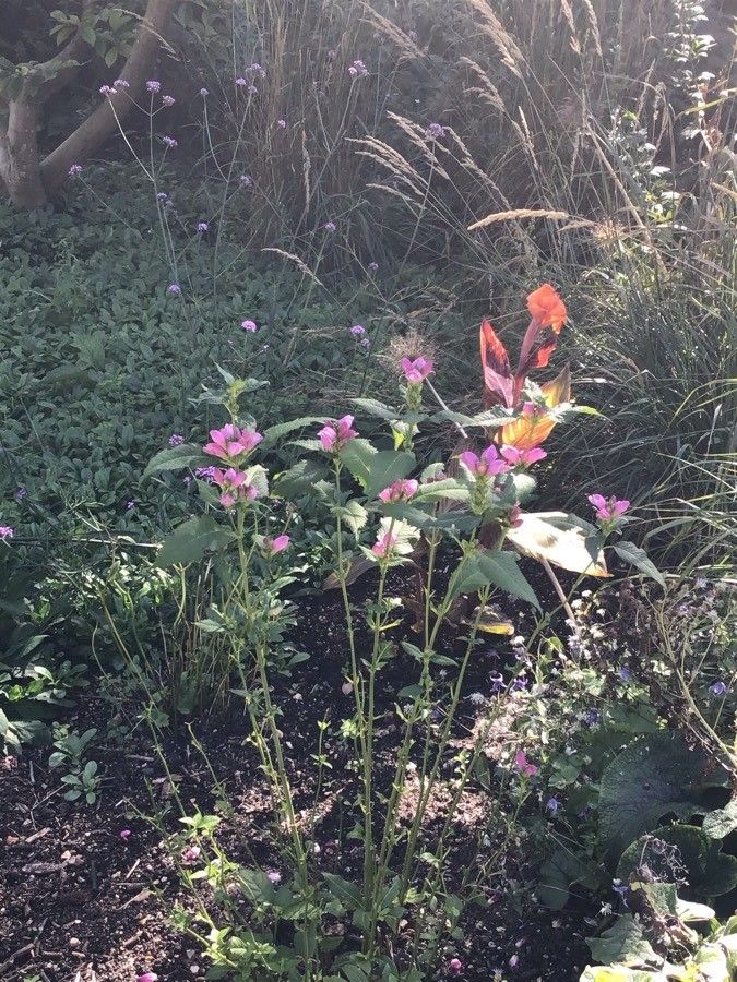 Chelone obliqua flower