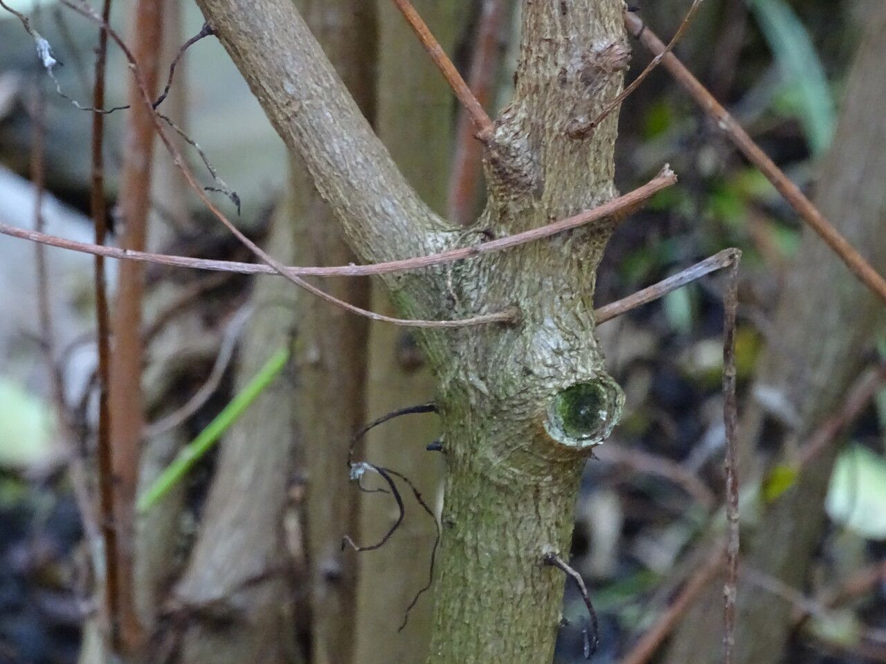 Ficus burtt-davyi bark