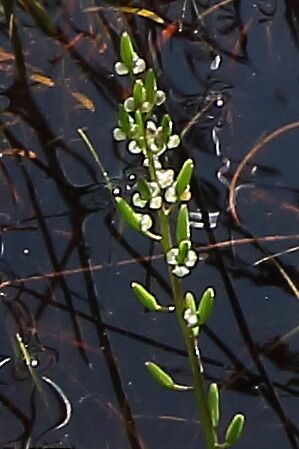 Triglochin barrelieri flower