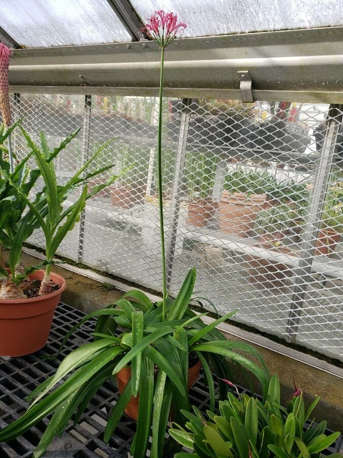 Nerine sarniensis habit