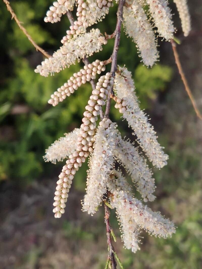 Tamarix canariensis fruit