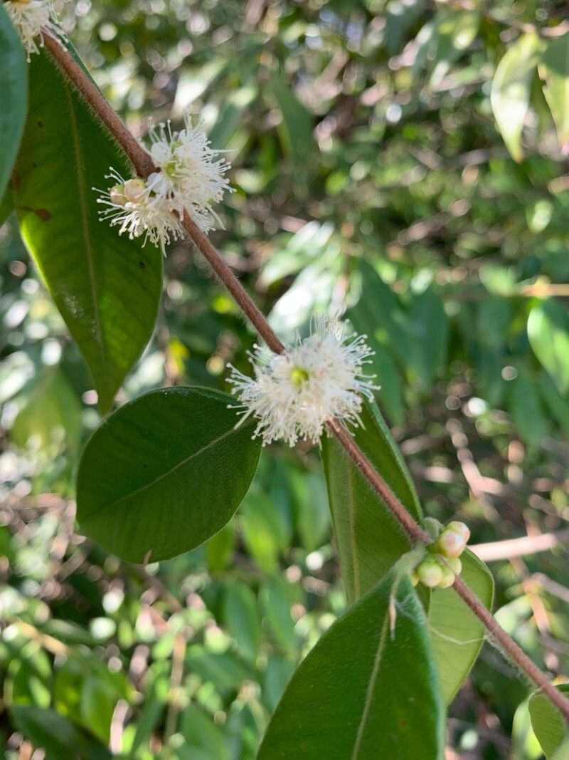 Myrciaria pilosa flower