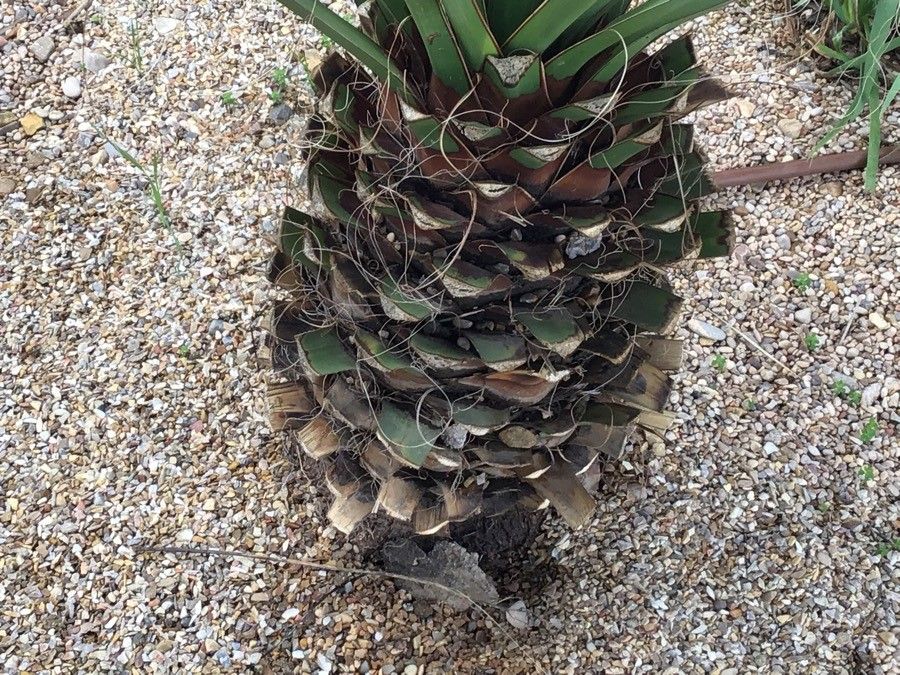 Yucca treculeana bark