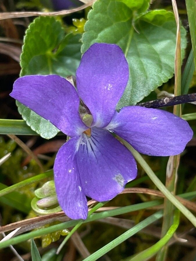 Viola hirta flower
