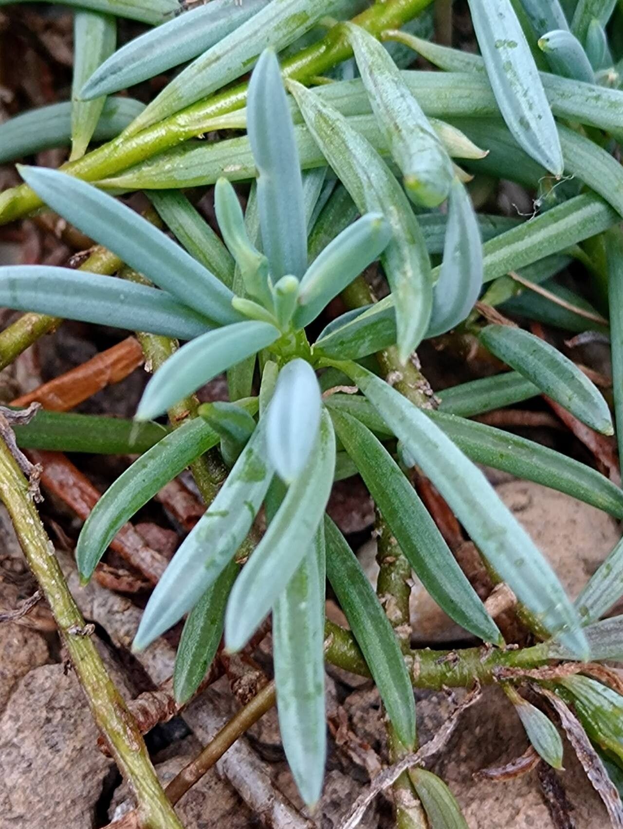 Curio hallianus — search result for 'Curio'