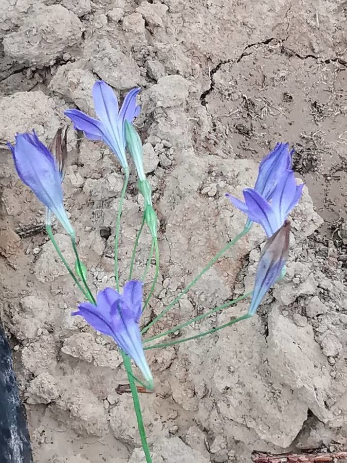 Triteleia laxa flower