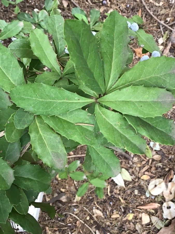 Berberis chinensis — search result for 'Berberis'
