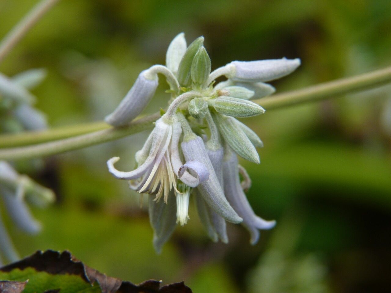 Clematis stans flower