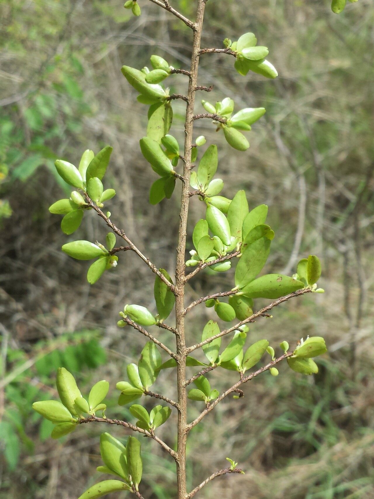 Erythroxylum xerophilum habit