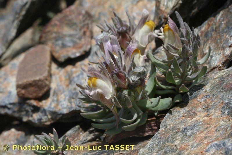 Linaria glacialis habit