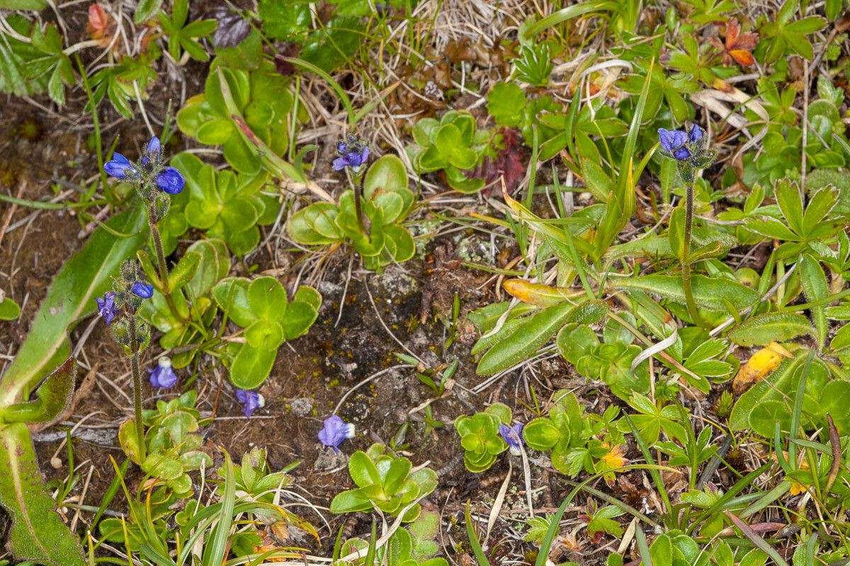 Veronica bellidioides — houseplant care guide