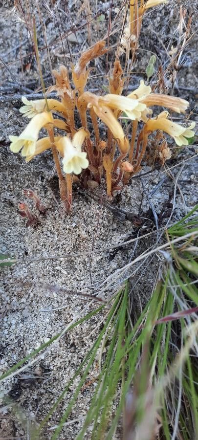Orobanche fasciculata flower