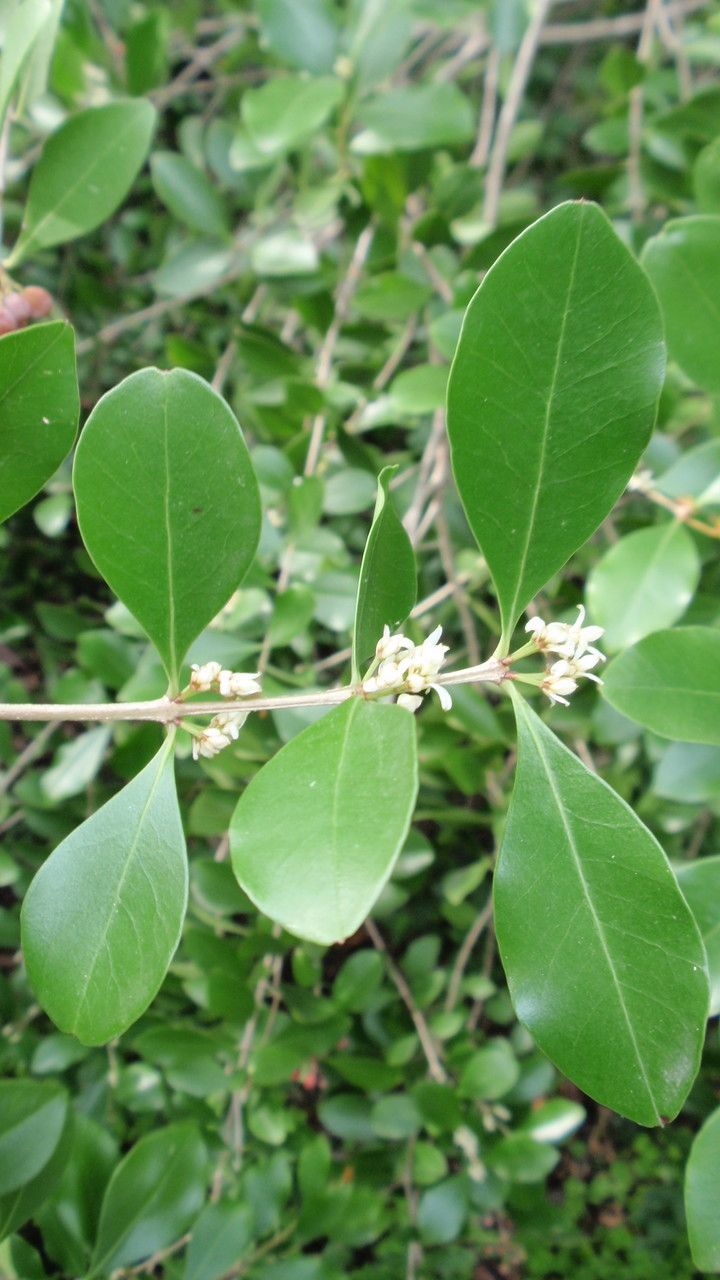 Olinia ventosa — houseplant care guide