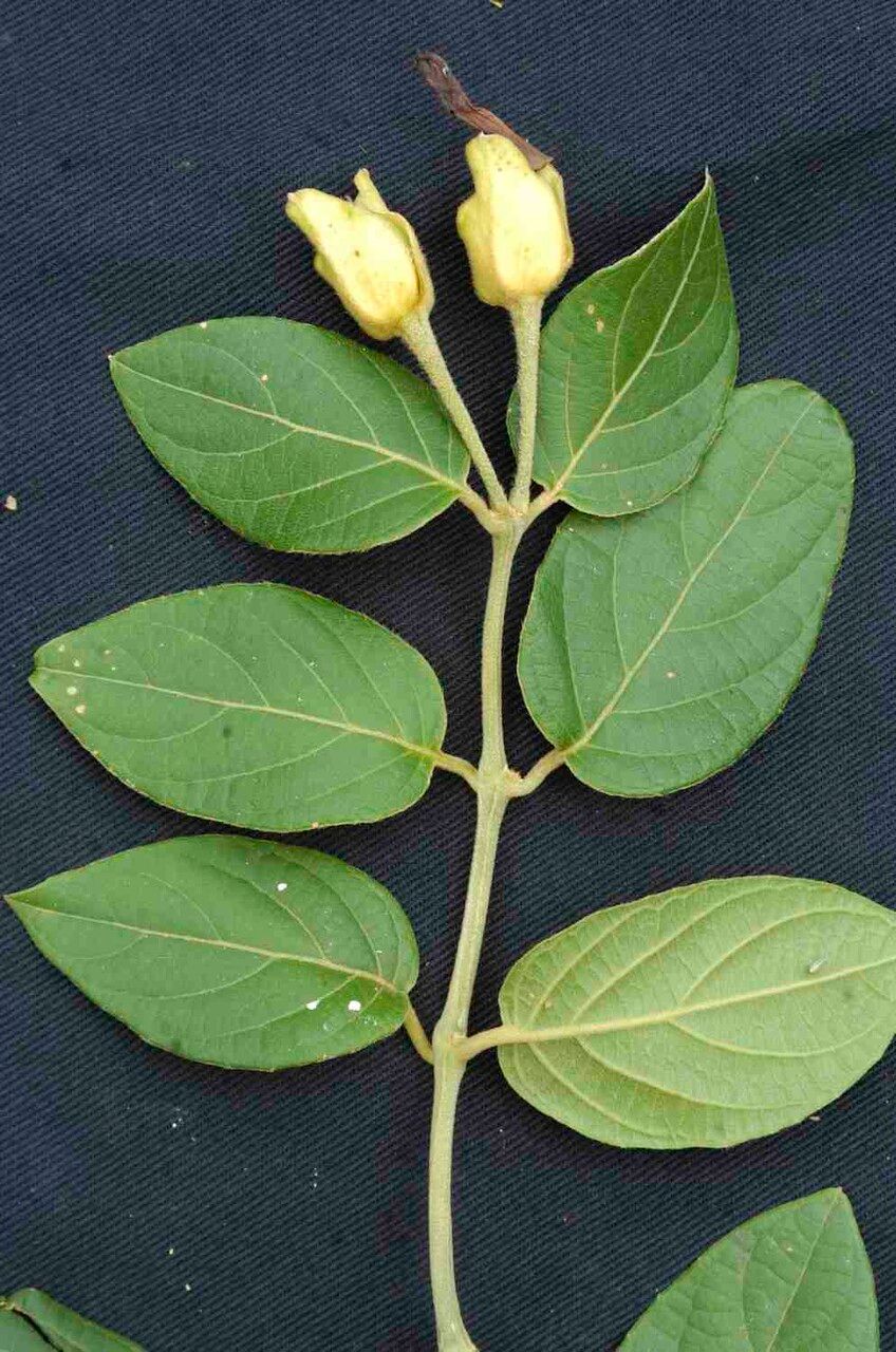 Mendoncia velloziana leaf