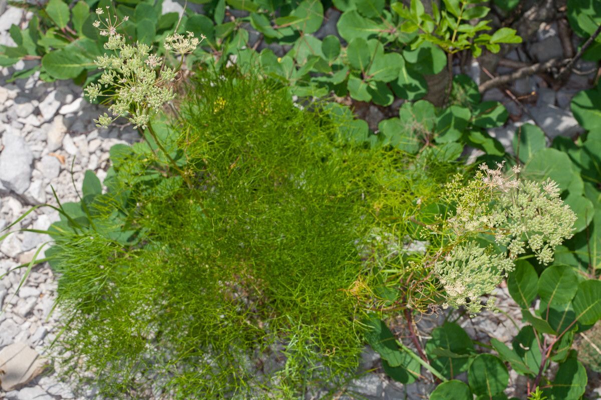 Athamanta turbith leaf