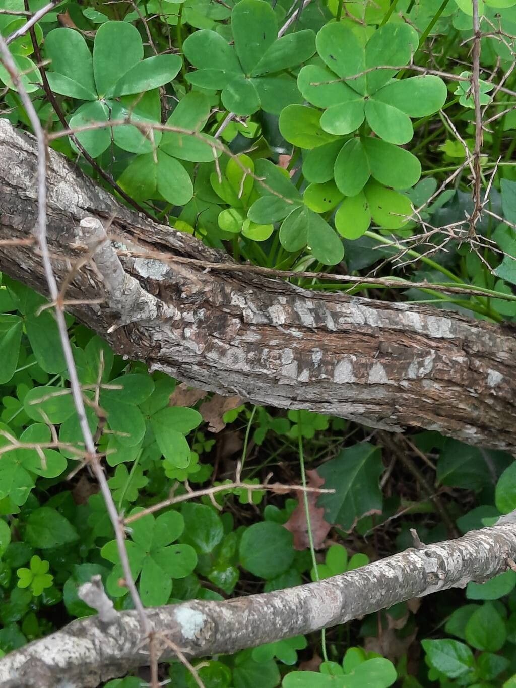 Acacia colletioides bark