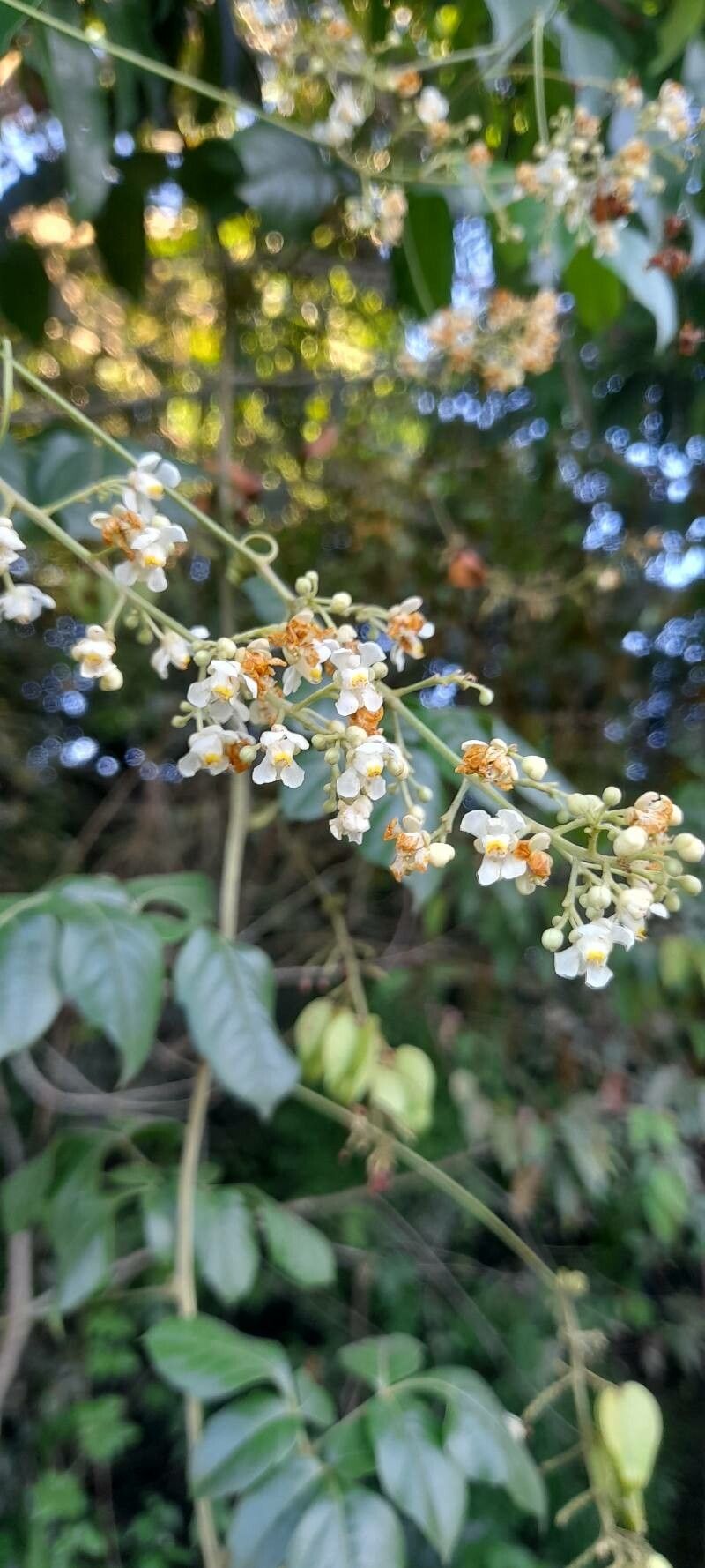 Serjania salzmanniana flower