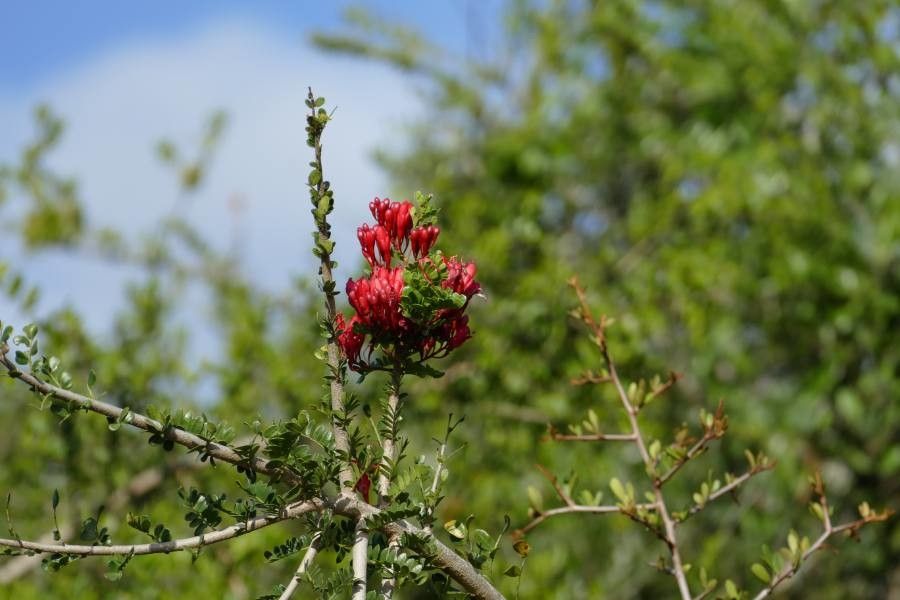 Schotia afra flower