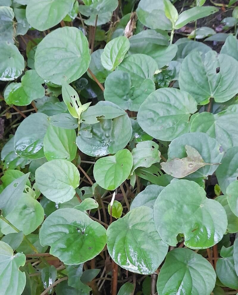 Peperomia arifolia habit