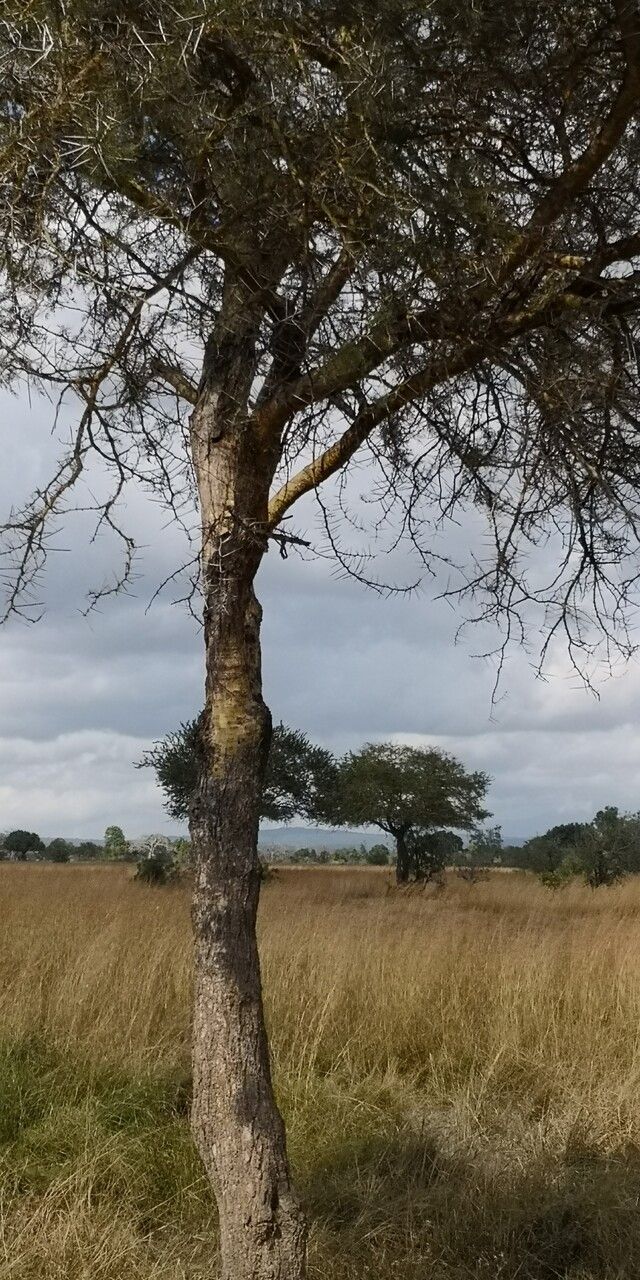 Vachellia gerrardii bark