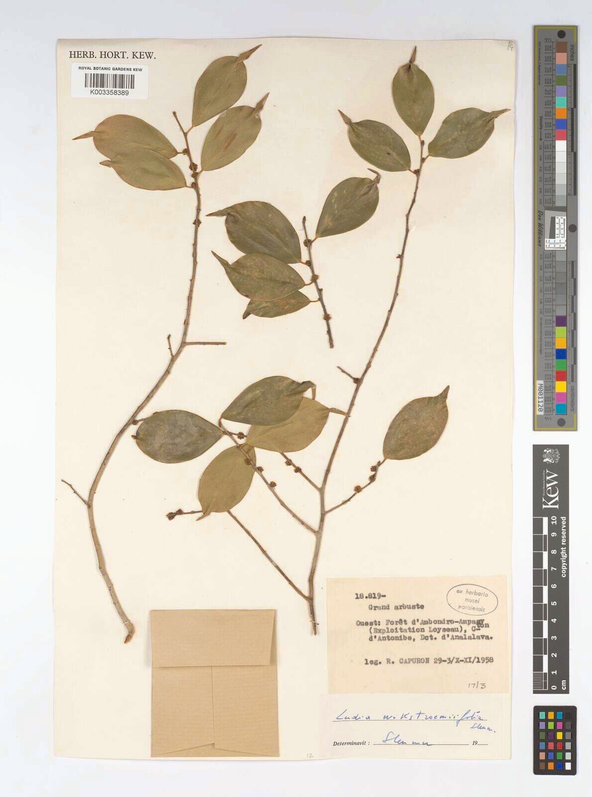 Ludia wikstroemiifolia — houseplant care guide