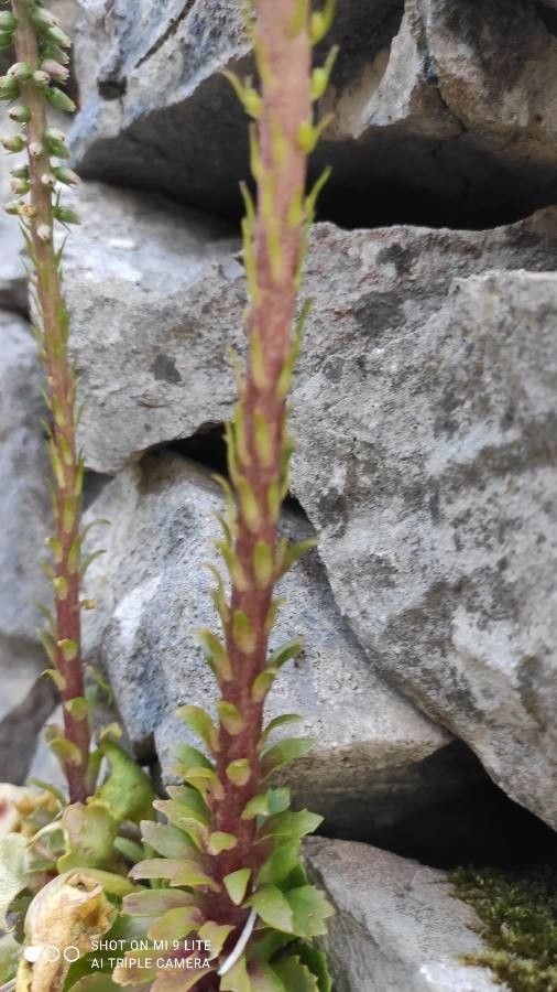 Umbilicus horizontalis bark