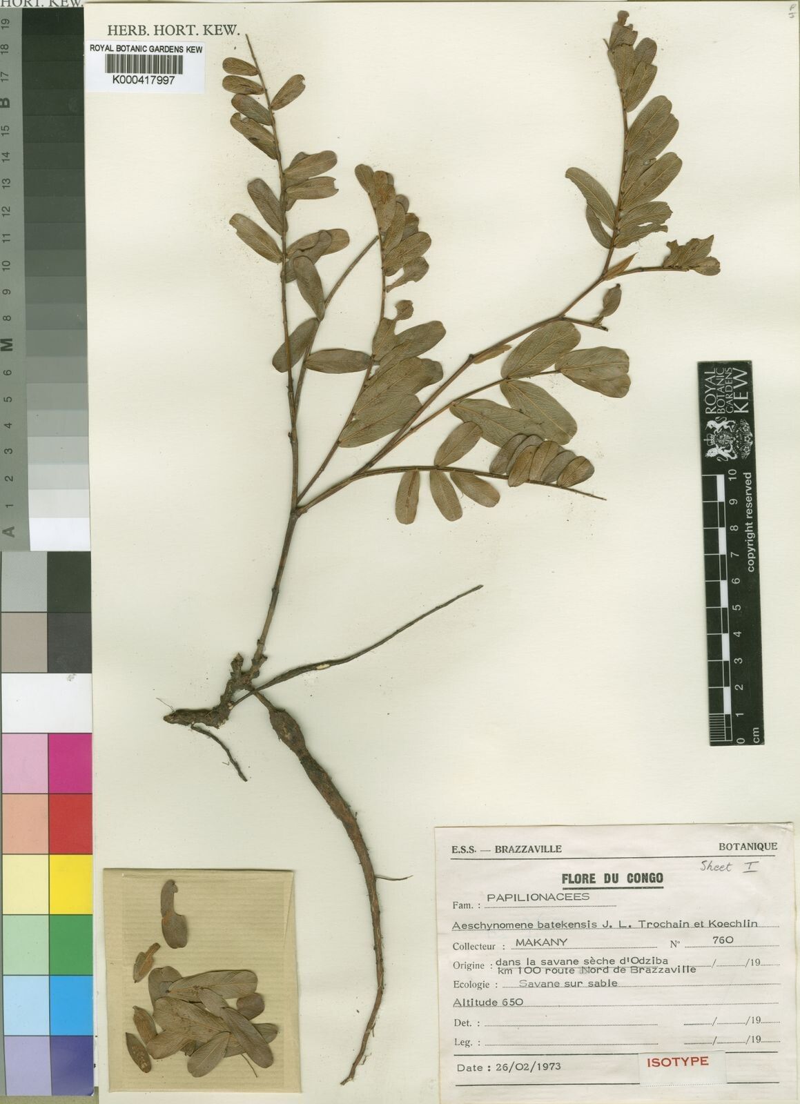 Aeschynomene batekensis