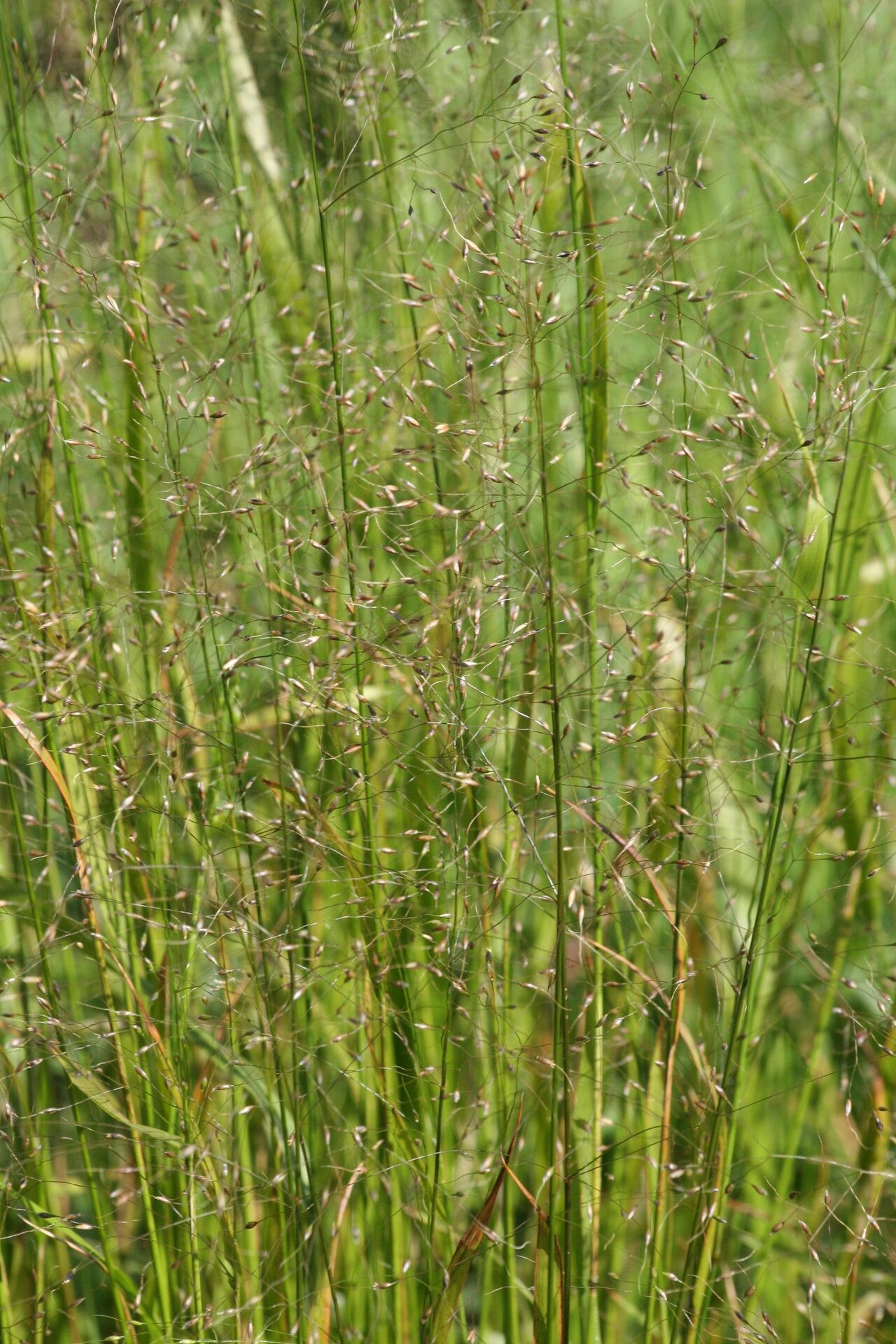 Achnatherum virescens flower