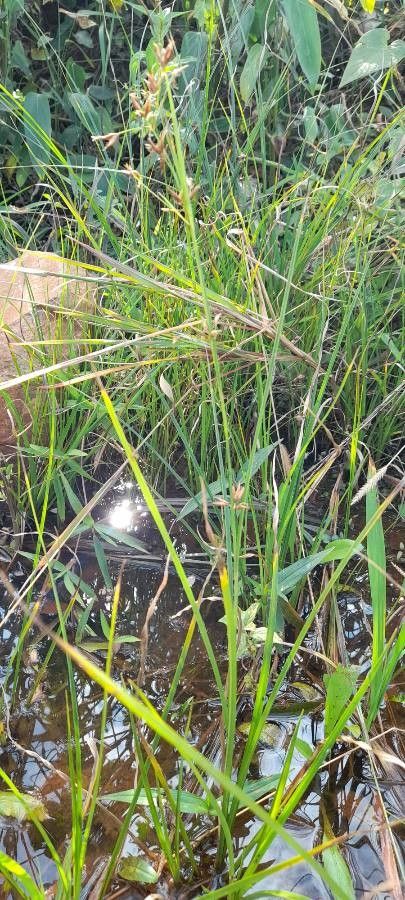 Rhynchospora tenuis habit