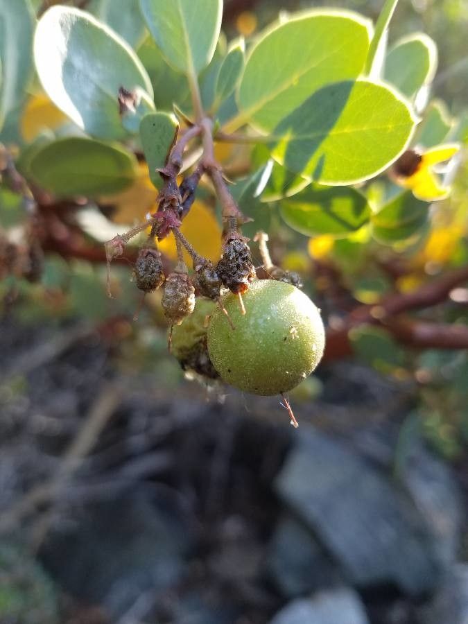 Arctostaphylos patula fruit