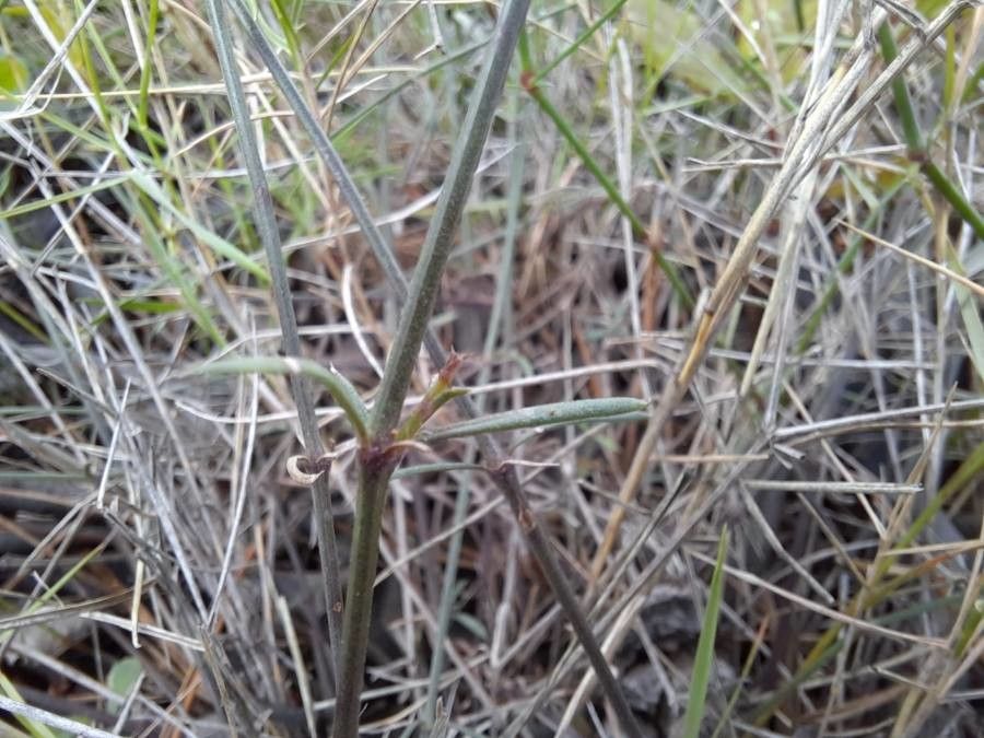Asperula aristata — search result for 'Libya'