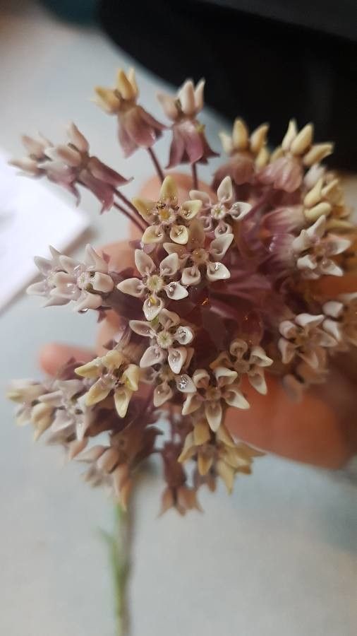 Asclepias humistrata flower