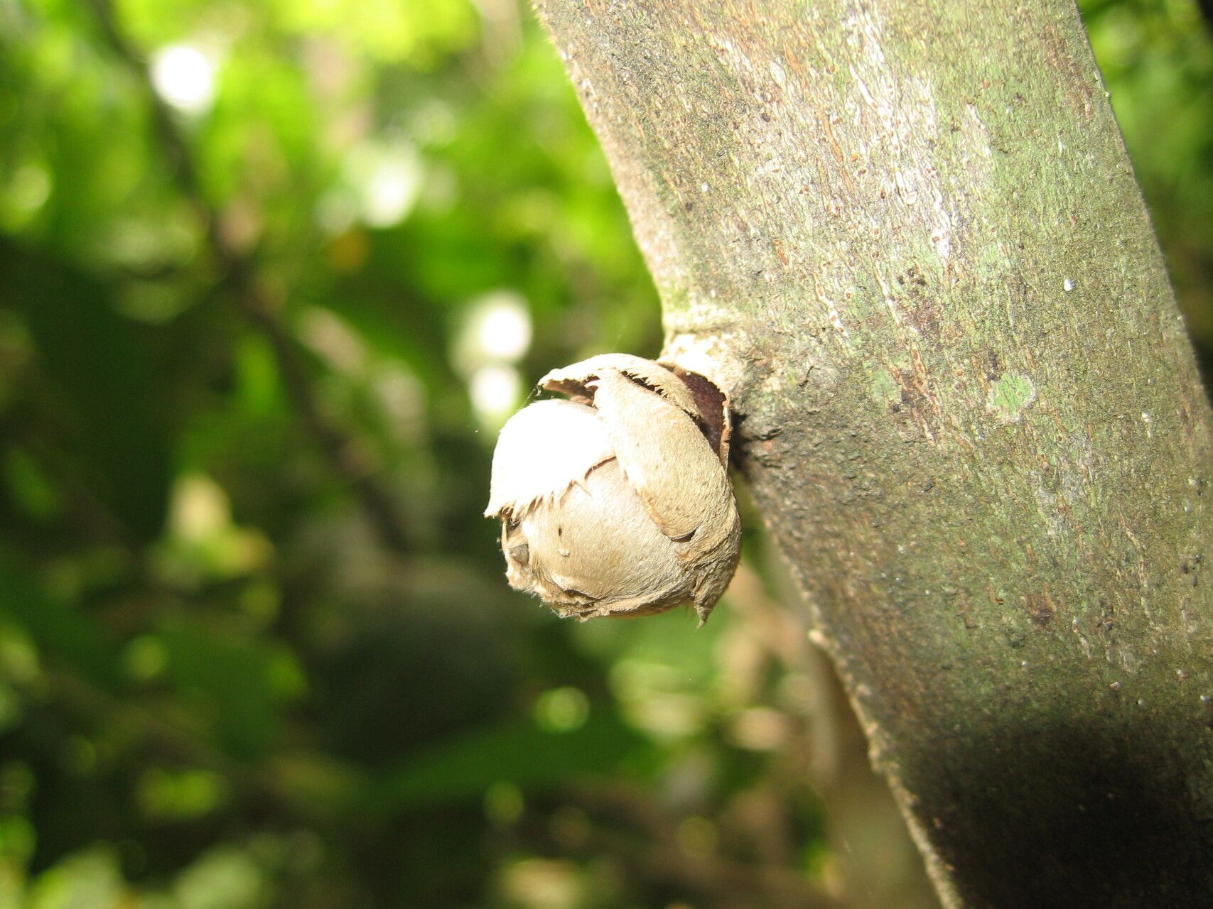 Uvariodendron gorgonis — search result for 'Uvariodendron'