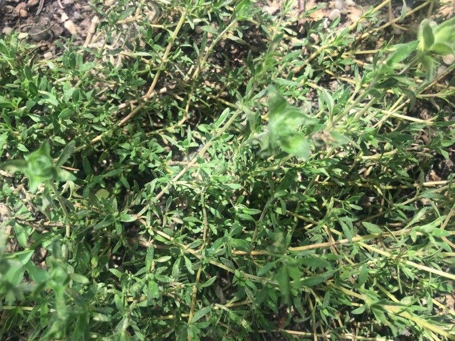 Thymus granatensis leaf