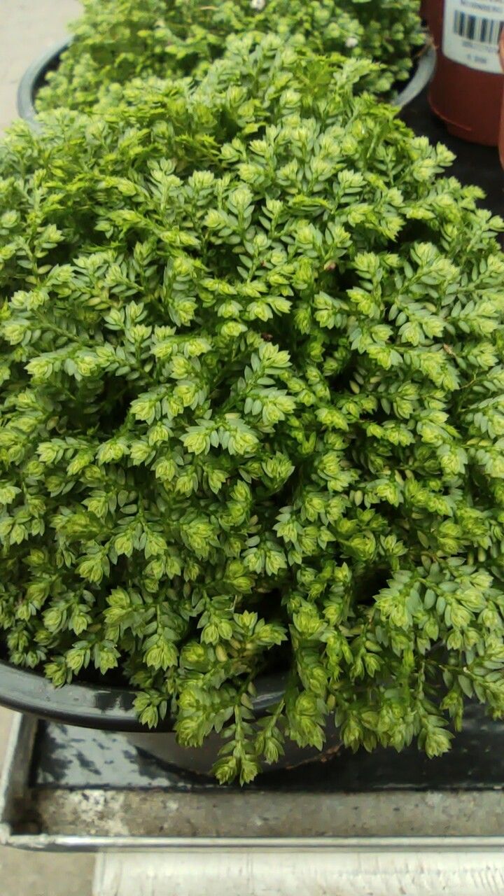 Lycopodioides apoda habit