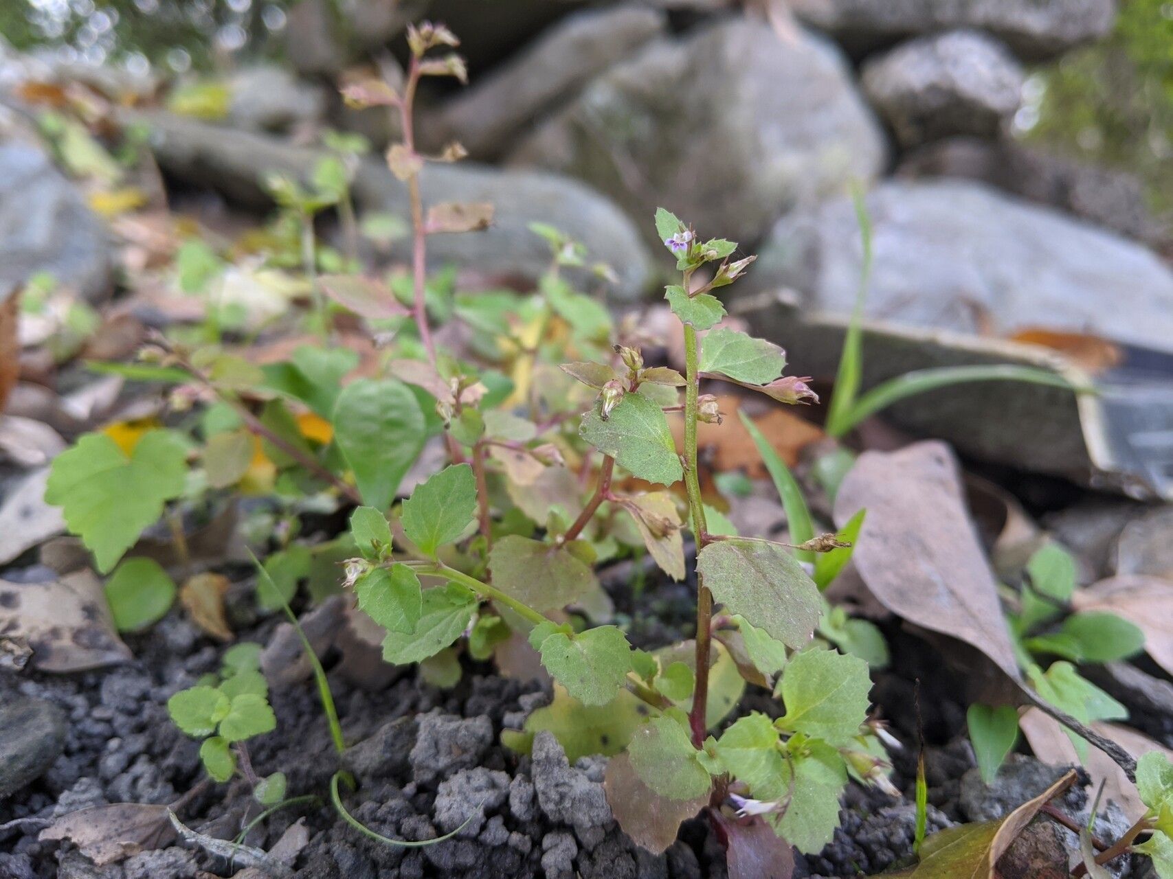 Lobelia heyneana habit