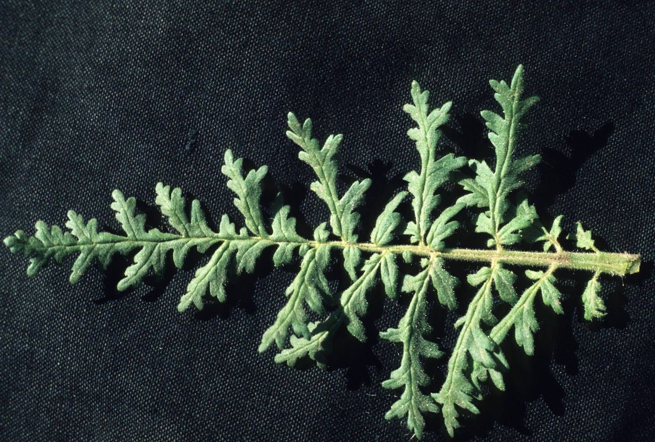 Phacelia neomexicana — houseplant care guide