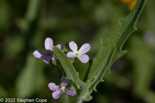 Matthiola parviflora flower
