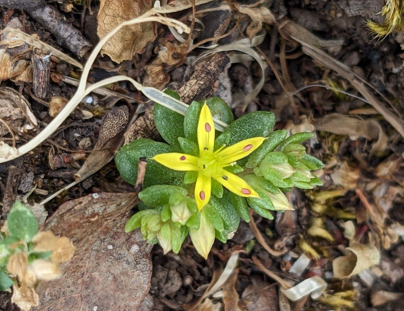 Sedum laconicum — houseplant care guide