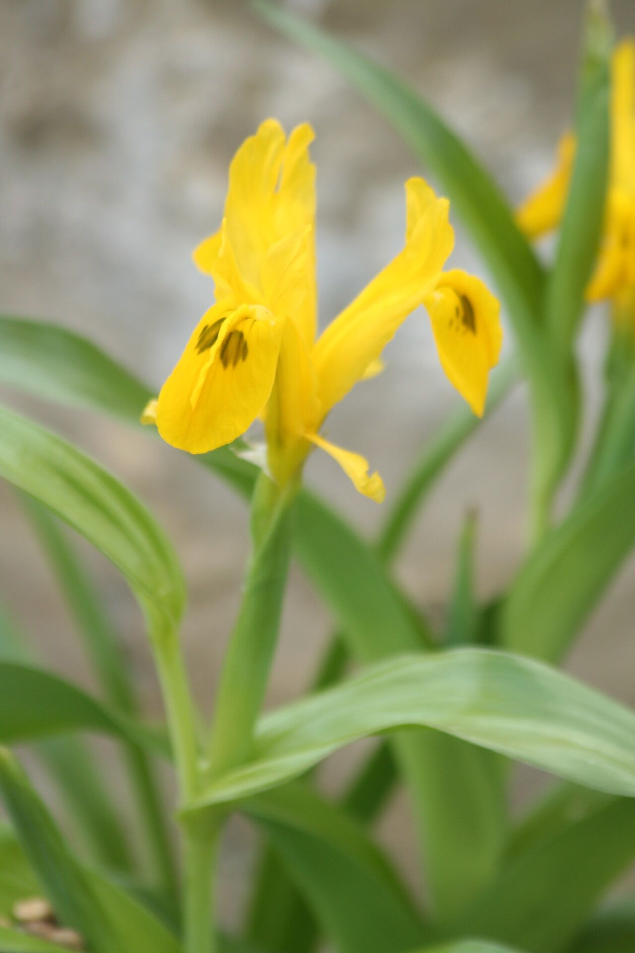 Iris bucharica flower