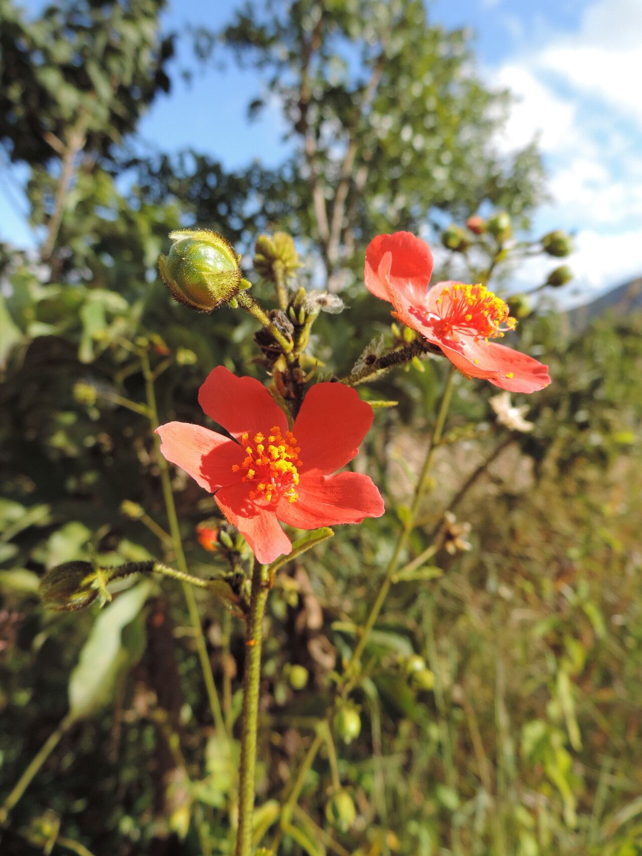 Hibiscus shirensis flower