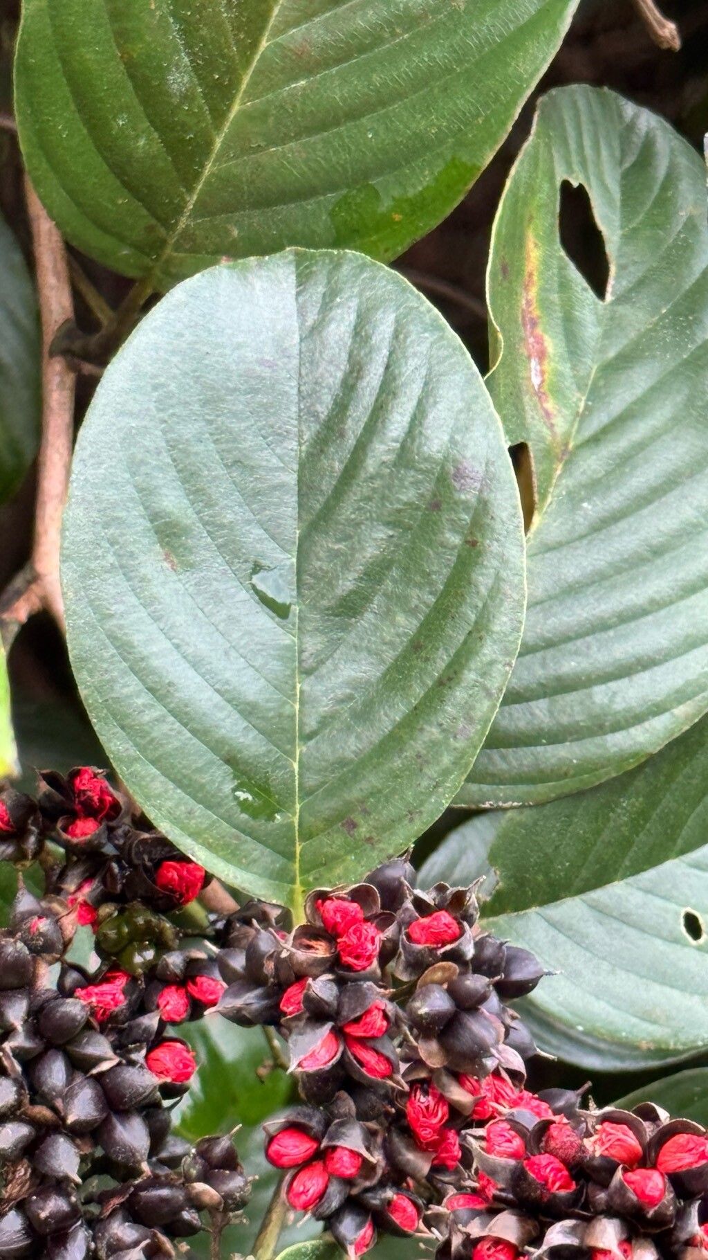Tetracera willdenowiana — houseplant care guide